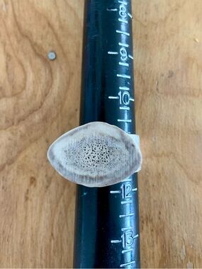 Hand Crafted Beige and Cream Organic Antler Ring